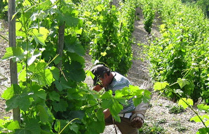 Jérôme Coursodon dans les vignes Jérôme Coursodon dans les vignes