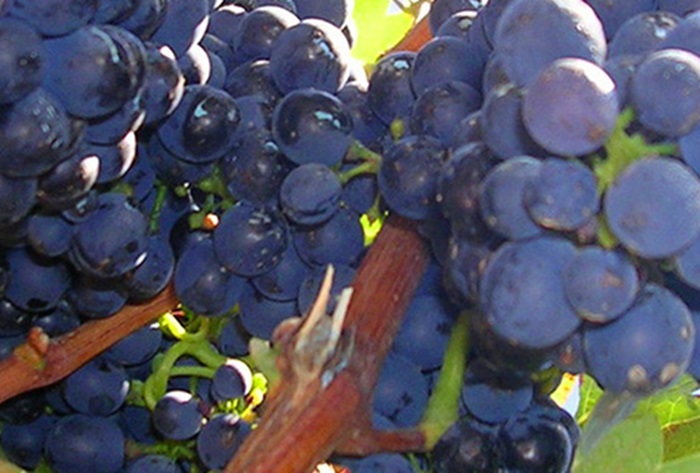 La syrah - variété de raisins La syrah - variété de raisins