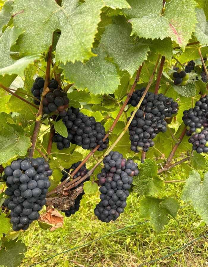 Raisins - Vignes - Roger Coulon - iDealwine Raisins - Vignes - Roger Coulon - iDealwine