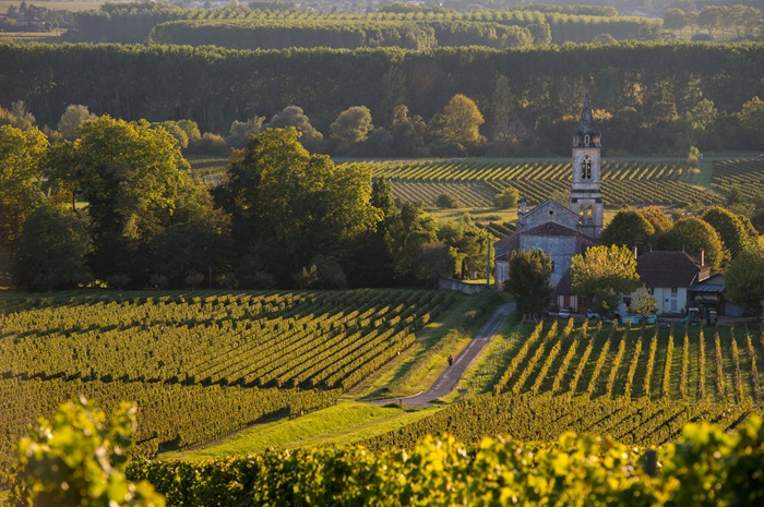 Vignes à Sauternes