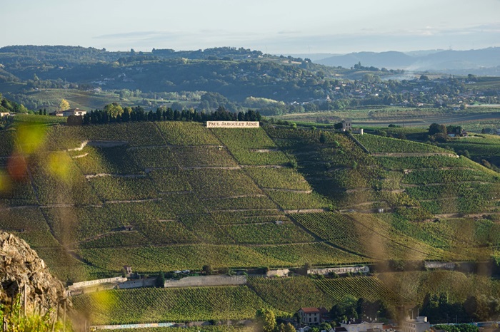 Vignoble Paul Jaboulet - Rhône - iDealwine