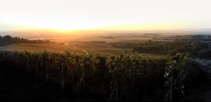 Vignes champagne roger coulon montagne reims