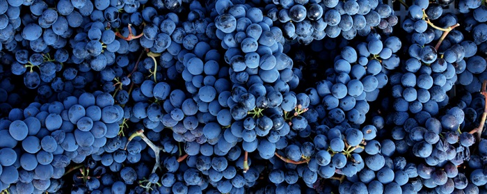 sangiovese- brunello iDealwine