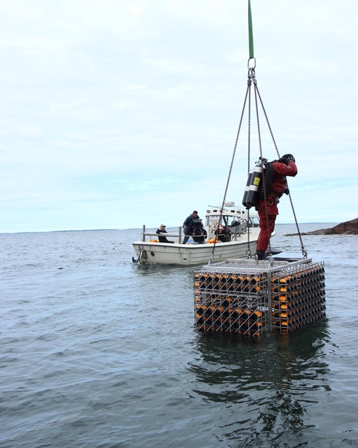 Caisse de Veuve Clicquot - champagne sous la mer - iDealwine Caisse de Veuve Clicquot - champagne sous la mer - iDealwine