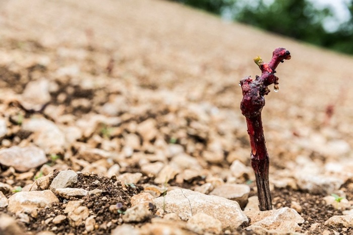 Conservatoire vignes © Fabien Jouves