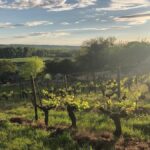 Auction report : le domaine Charles Joguet à l’honneur en avril