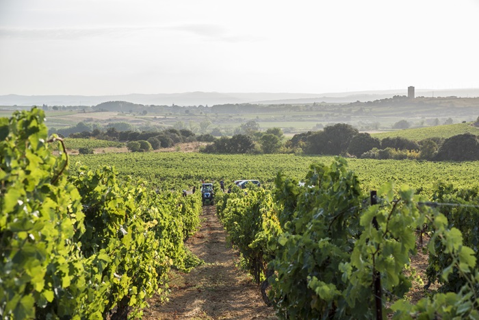 Les vignes du prieuré saint jean de bébian - iDealwine Les vignes du prieuré saint jean de bébian - iDealwine