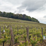 Primeurs 2023 | La rive droite : analyse du millésime et coups de cœur à Saint-Emilion, Pomerol…