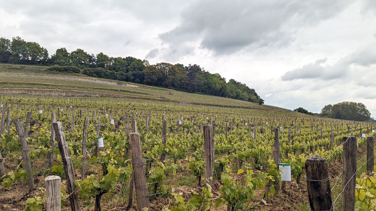 Lire la suite à propos de l’article Primeurs 2023 | La rive droite : analyse du millésime et coups de cœur à Saint-Emilion, Pomerol…