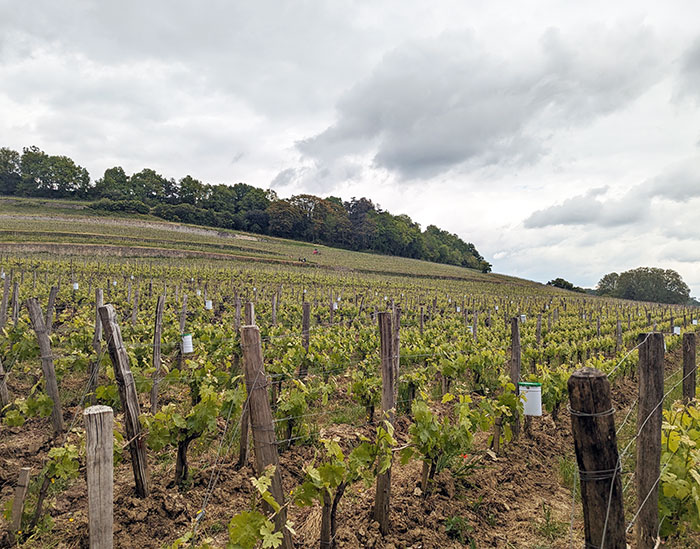 Primeurs-2023-Saint-Emilion-Pomerol