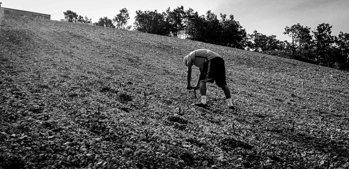 plantation vieux cépages sud-ouest © Fabien Jouves