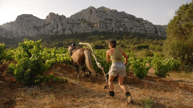 Lire la suite à propos de l’article Domaine du Clos des Fées | Des vins magiques au cœur du Roussillon