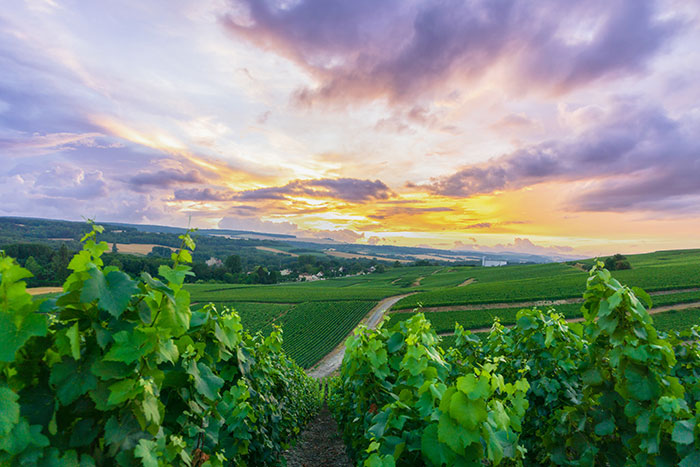 millésime 2020 bourgogne
