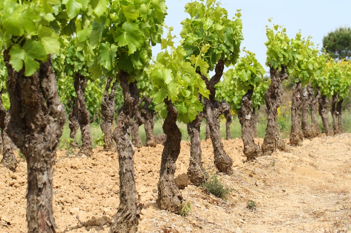 vignes de La Terrasse d'Elise
vignes languedoc
la terrasse d'elise
xavier braujou