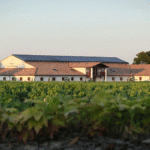 Clos Floridène : un joyau des Graves