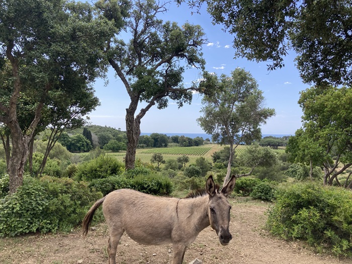 Clos Mireille vue sur mer