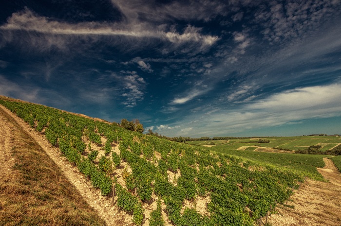 Domaine Pabiot - Terroir de Marne © GIANNI VILLA
