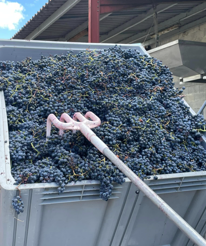 Les raisins de combel la serre Les raisins de combel la serre