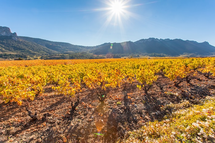 Vignes sous la chaleur dans le Languedoc Vignes sous la chaleur dans le Languedoc