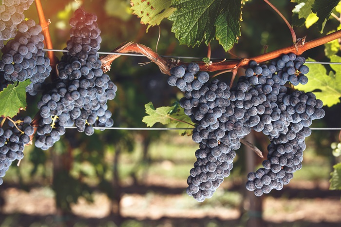 cabernet franc cépage
