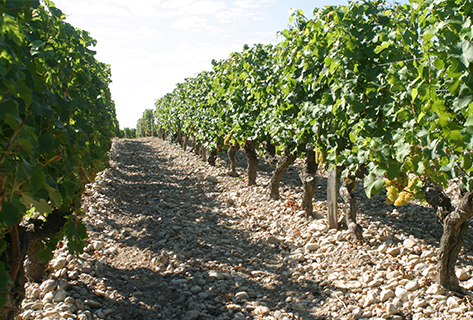 vigne du clos Floridène