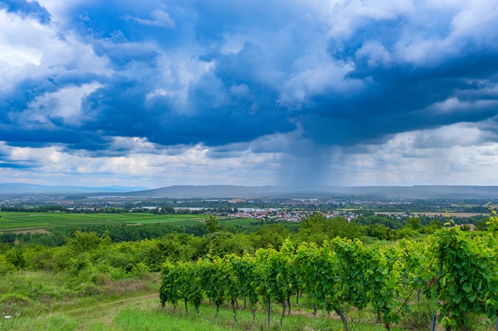 vigne sous la pluie - mauvais temps - orage