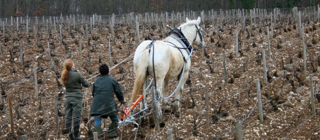 Elise-Dechannes-champagne vignes cheval iDealwine