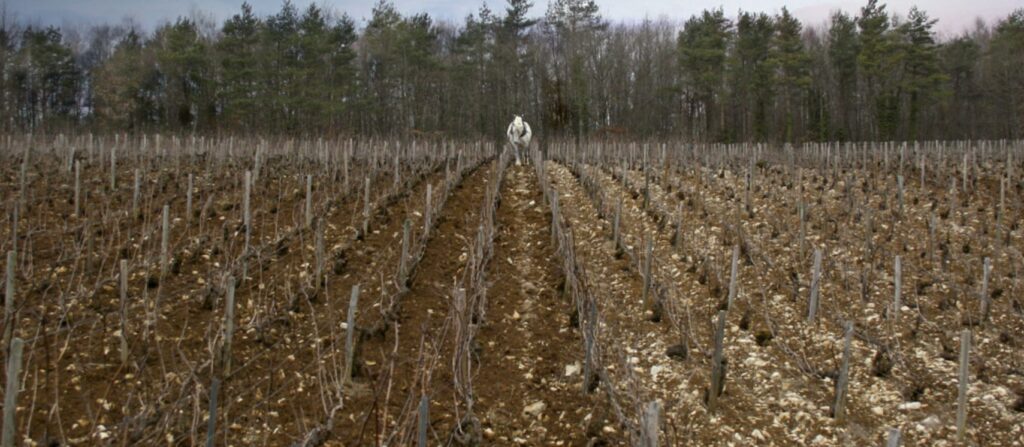 Elise-Dechannes-champagne vignes iDealwine cheval