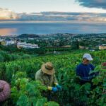Suertes Del Marques : un domaine d’exception sur les pentes volcaniques de Tenerife