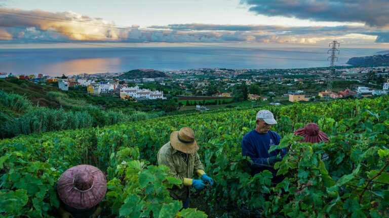 Lire la suite à propos de l’article Suertes Del Marques : un domaine d’exception sur les pentes volcaniques de Tenerife