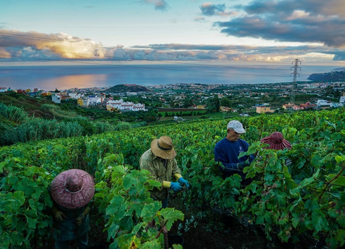 Suertes del Marques Canari Tenerife iDealwine 700
