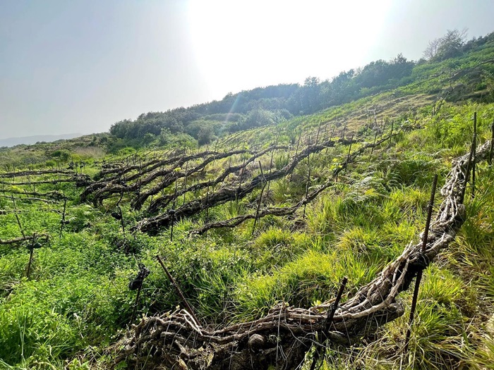 Suertes del Marques Canari Tenerife iDealwine vignes