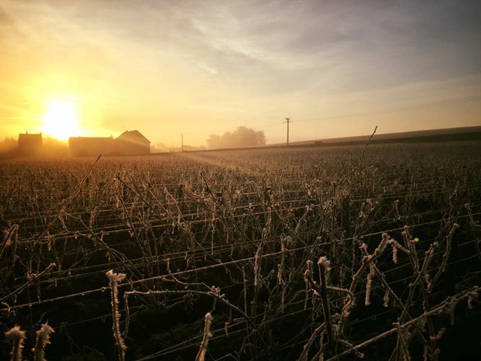 Vignes Bourgogne
