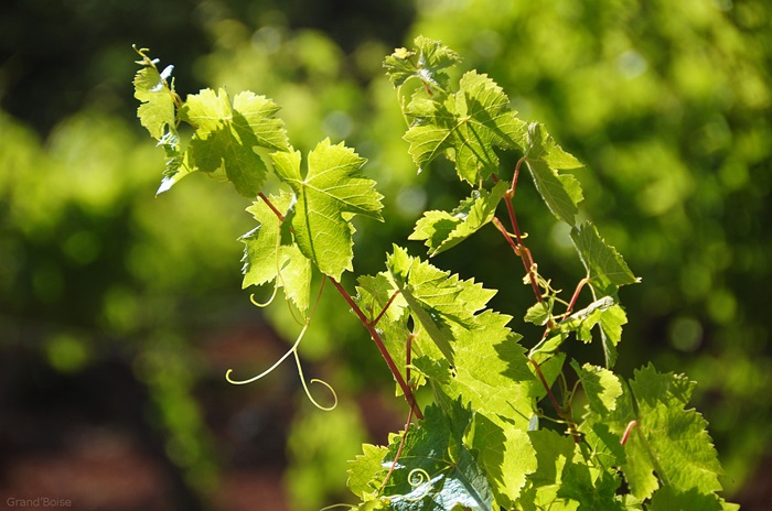 Château Grand Boise vignes bio