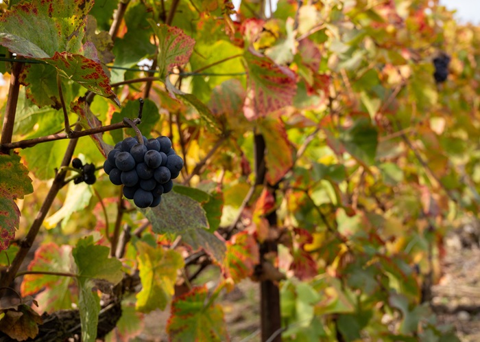 raisin pinot noir de champagne