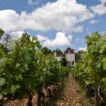 Quand le domaine Comte Senard fait rougir la colline de Corton