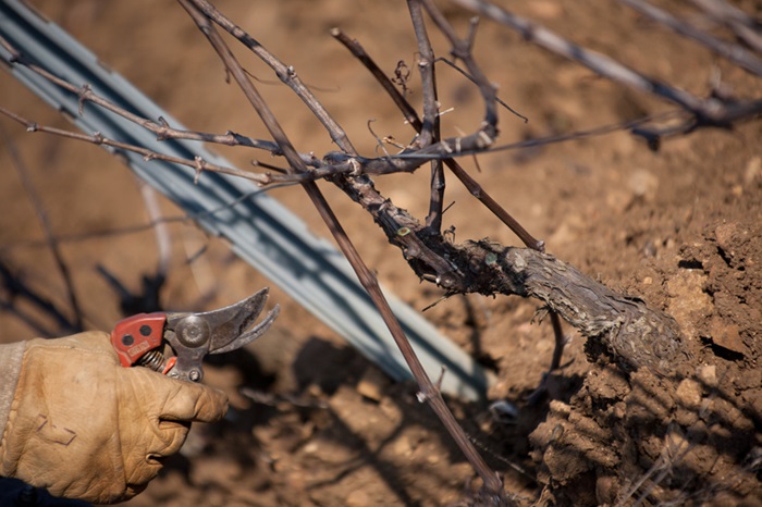 Comte Senard taille vignes