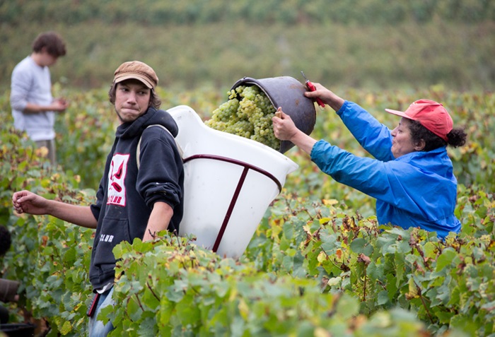 Comte Senard vendanges