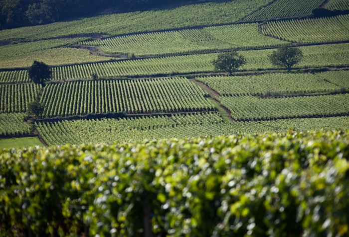 Comte Senard vignes