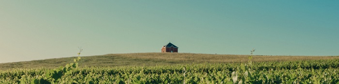 vignes-Moët-et-Chandon-champagne-iDealwine