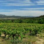 Pierre Vaïsse : le rayonnement d’un apprenti vigneron