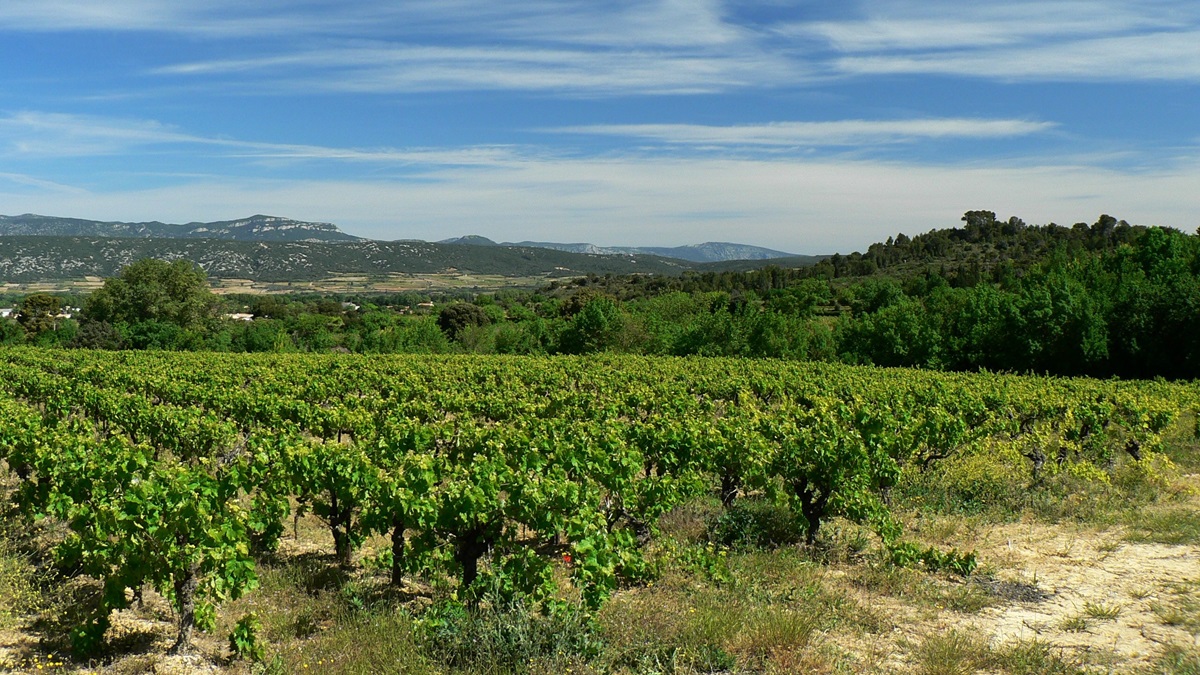 Lire la suite à propos de l’article Pierre Vaïsse : le rayonnement d’un apprenti vigneron