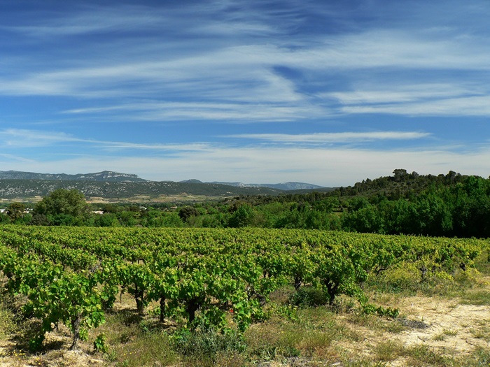 Languedoc-vignes-domaine