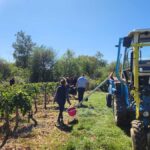 Vendanges 2024 en France : vers un net recul de la production