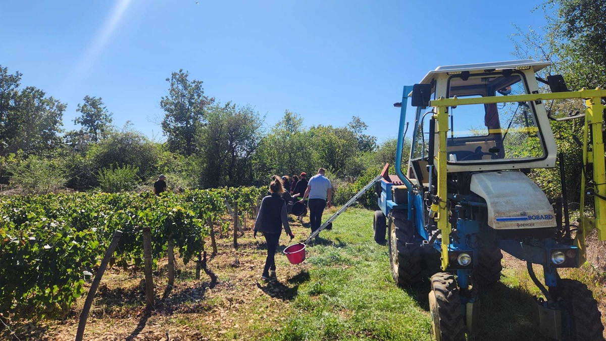 Lire la suite à propos de l’article Vendanges 2024 en France : vers un net recul de la production