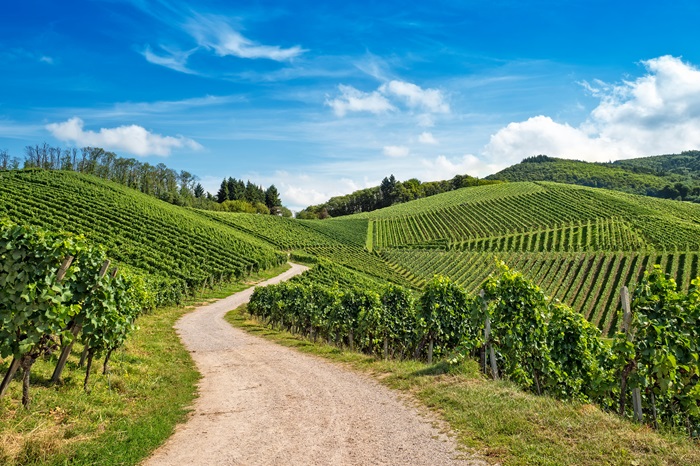 1 hectare de vigne prix