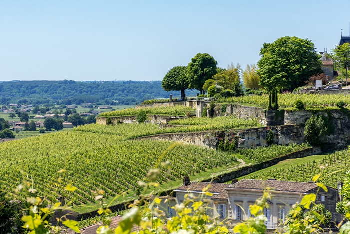 Bordeaux vignes - Copie