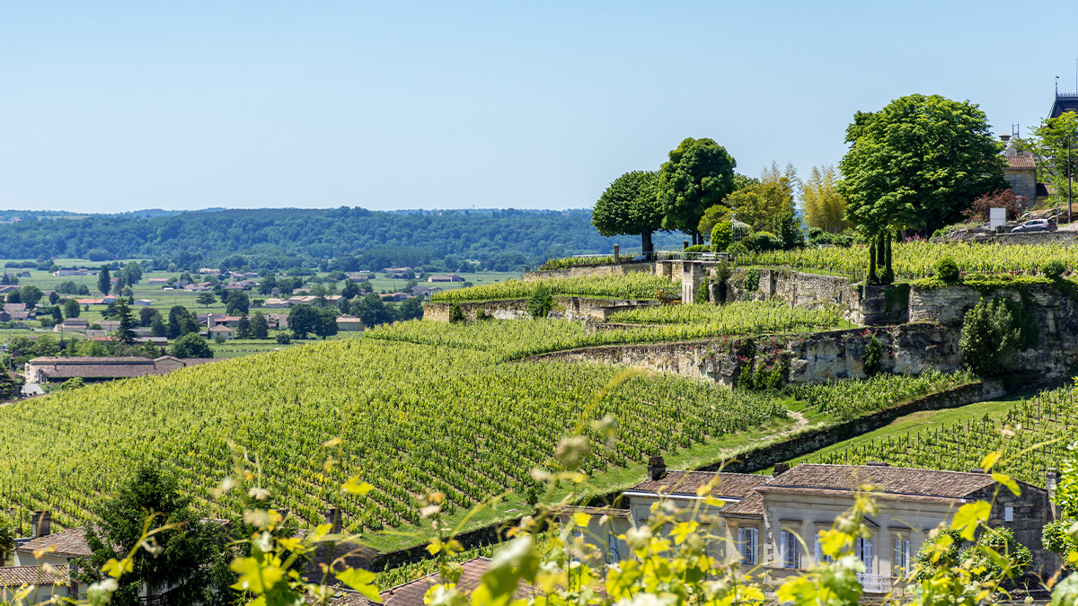 Lire la suite à propos de l’article Faut-il acheter les vins de Bordeaux 2021 ?