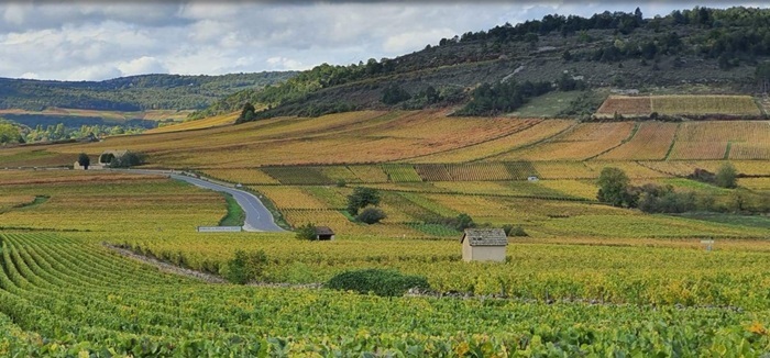 Fabien Coche Meursault vignes
