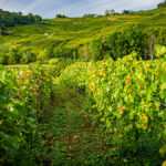 Domaine des Marnes Blanches : « le futur du Jura s’écrit ici. » (La Rvf)